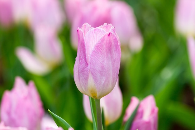 rosa Tulpe Blume im Garten, close up