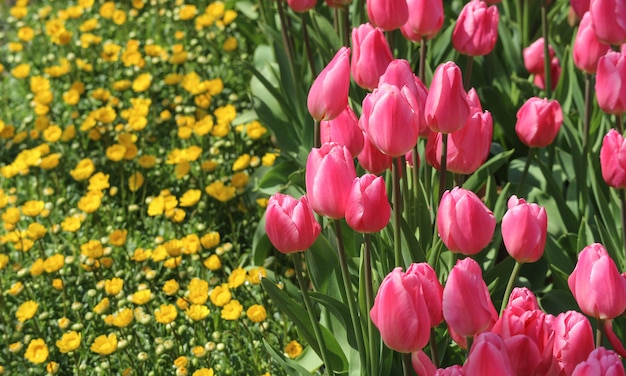 Rosa Tulpe der natürlichen Frische der Schönheit und Gänseblümchenblumenfeldlandhintergrund.