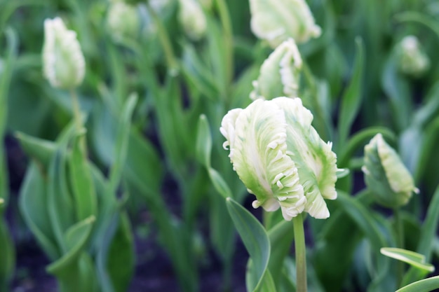 Rosa Tulpe, die vor dem Hintergrund einer Plantage des Frühlingsblumenparks blüht