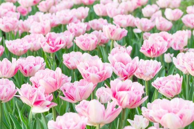 Rosa Tulpe frische Blumen schließen