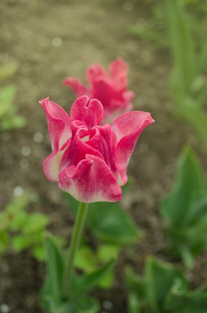 Rosa Tulpe mit Krone Krone geformte rosa Tulpe Rosa Tulpen im Park Blühende Frühlingsblumen