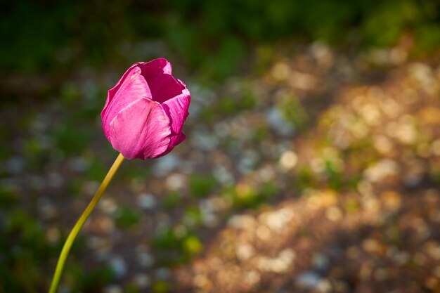 Rosa Tulpe mit unscharfem Hintergrund-Bokeh