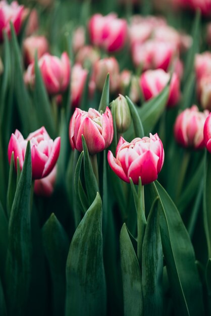 Rosa Tulpen auf dem Feld