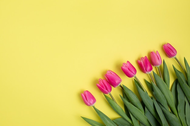 Rosa Tulpen auf einem gelben