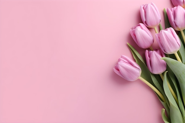 Rosa Tulpen auf einem rosa Hintergrund.