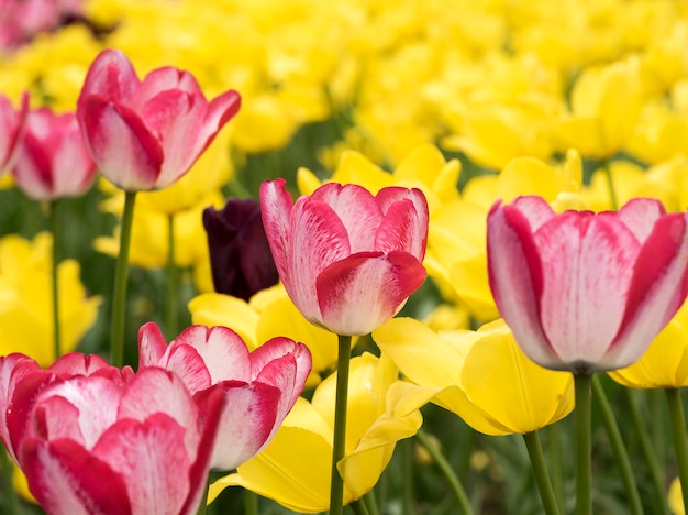 Rosa Tulpen auf gelbem Hintergrund parken im Frühjahr auf Elagin-Insel, St. Petersburg.