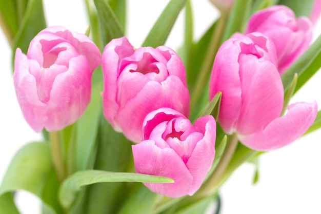 Foto rosa tulpen auf weiß