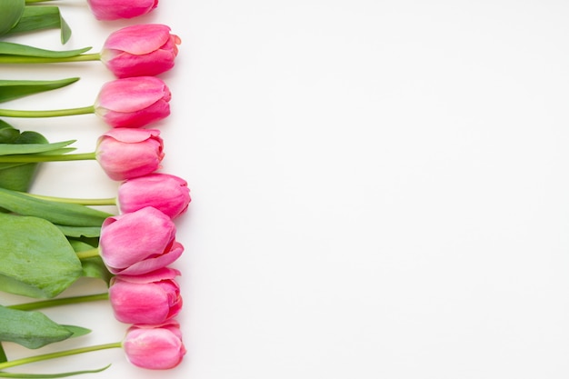 Rosa Tulpen auf weißem Hintergrund. Freier Platz für Text