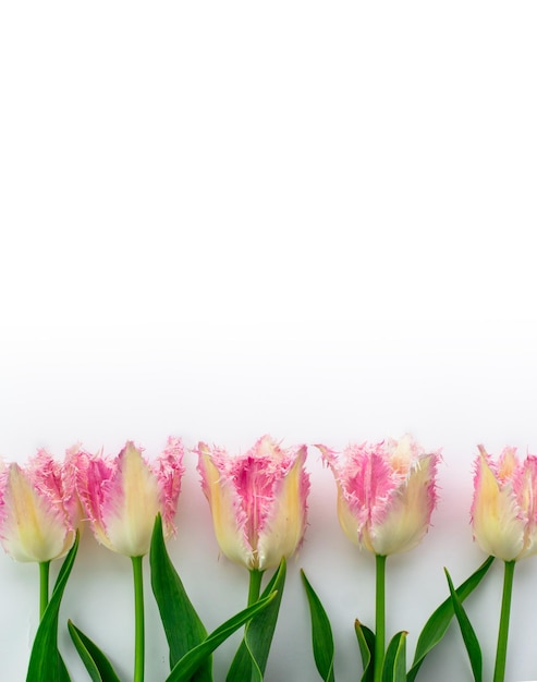Rosa Tulpen auf weißem Hintergrund Platz für Text Vertikales Layout