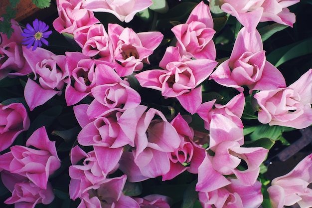 Rosa Tulpen blühen an sonnigen Tagen in einem weichen, selektiven Fokus des Gartens