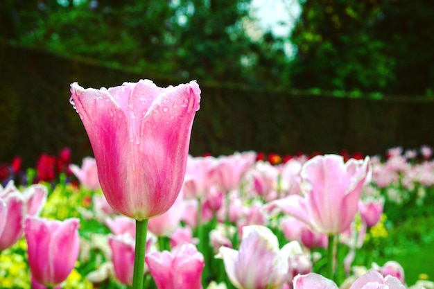 Rosa Tulpen blühen im Park