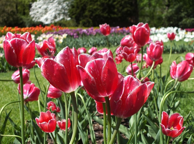 Rosa Tulpen blühen im Park