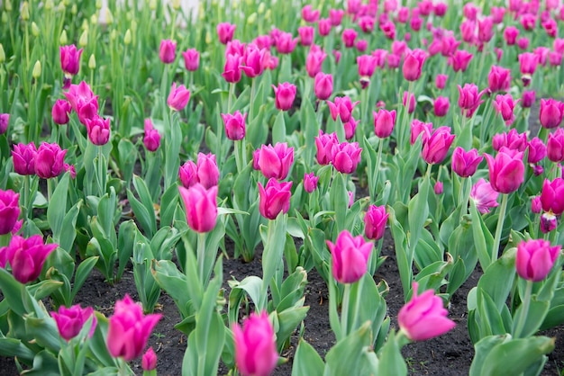 Rosa Tulpen blühen unter Sonnenschein im Garten.