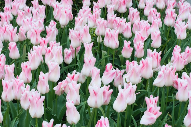 Rosa Tulpen Blumen Nahaufnahme mit selektiven Fokus Frühling oder Sommer-Konzept Frühlingshintergrund Festliche Grußkarte