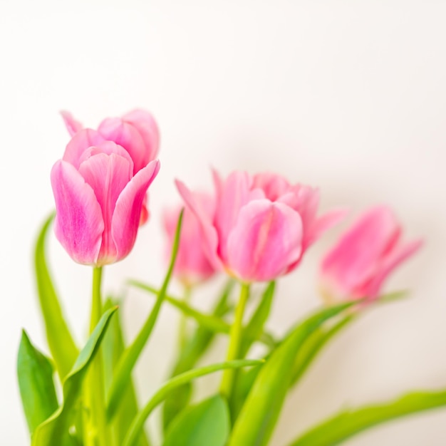 Rosa Tulpen der Nahaufnahme getrennt auf Weiß. Elegante, weiche, zerbrechliche Frühlingsblumen auf sonnigem Weiß