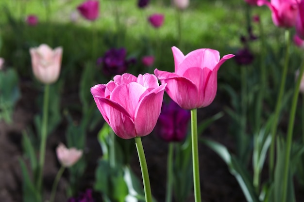 Rosa Tulpen, die in einem Blumenbeet im Park blühen