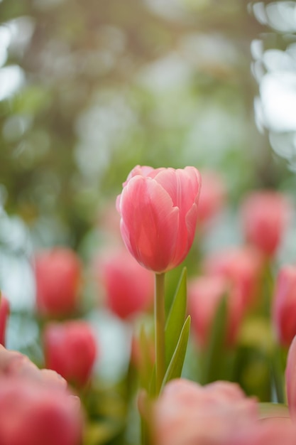 Rosa Tulpen im Garten