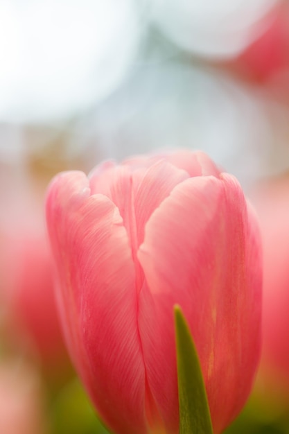 Rosa Tulpen im Garten