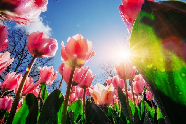 Foto rosa tulpen im sonnenlicht gegen den himmel