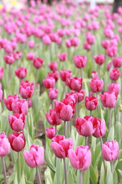 Rosa Tulpen im vertikalen Hintergrund der Parknatur Blumenbeet mit Tulpen oder Wiese