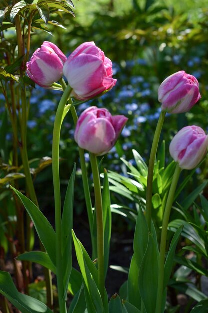 Rosa Tulpen in einem Blumenbeet