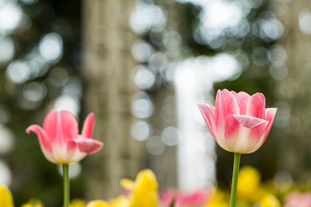 Rosa Tulpen sind Bokeh Hintergrund.