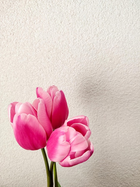 Rosa Tulpen, vertikales Foto mit Biege-Hintergrund. Frühlings- oder Muttertagskonzept. Rosa Blumen, feminines Bild