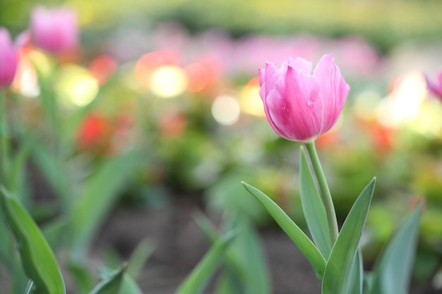 Rosa Tulpen