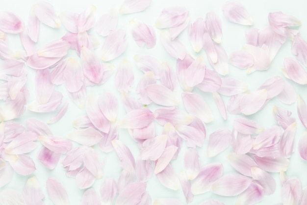 Rosa Tulpenblätter auf pastellfarbenem Hintergrund