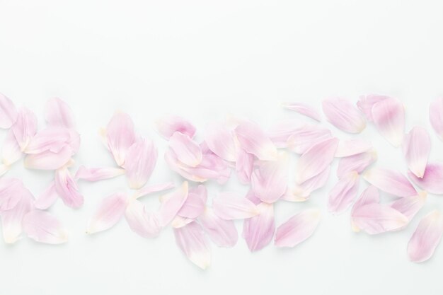 Rosa Tulpenblätter auf pastellfarbenem Hintergrund