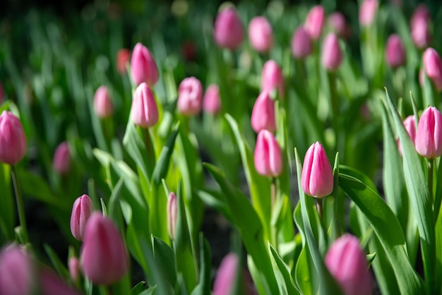 Rosa Tulpenblüte mit schöner Aussicht in den Naturtulpengarten mit romantischem Moment in der Sommersaison