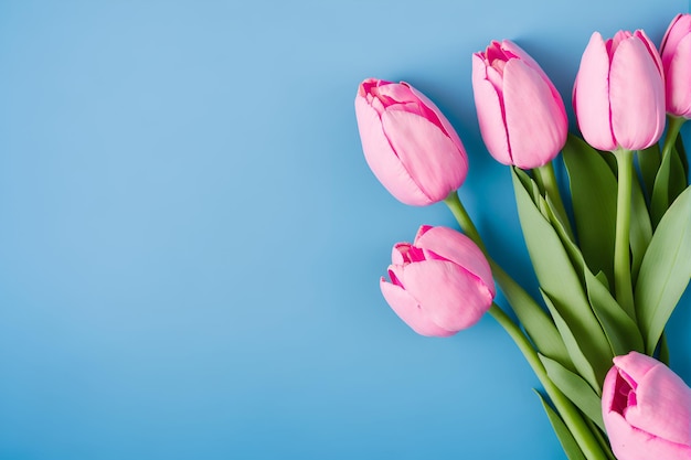 Rosa Tulpenblüten auf blauem Hintergrund