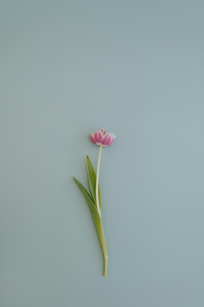 Rosa Tulpenblume auf neutralem pastellblauem Hintergrund Minimal ästhetische stilvolle Blumenkomposition