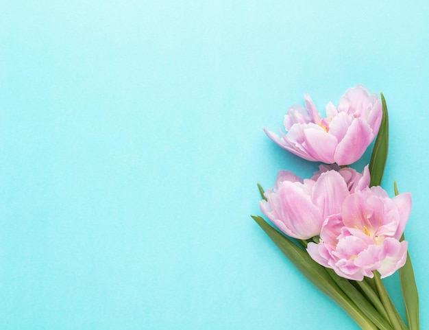 Rosa Tulpenblumen auf pastellfarbenem Hintergrund