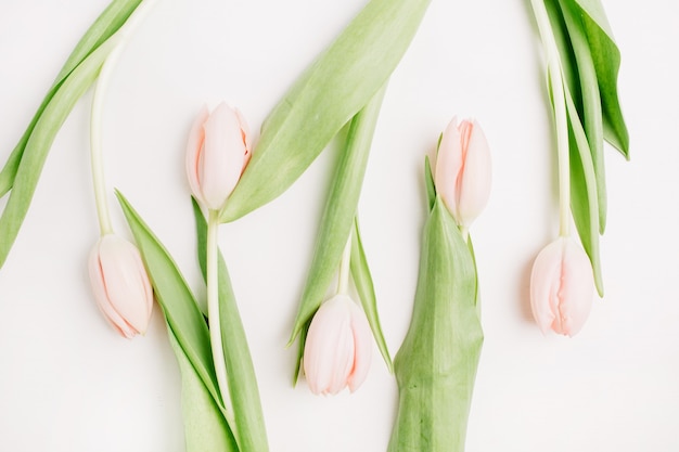 Rosa Tulpenblumen auf weißem Hintergrund. Flache Lage, Ansicht von oben