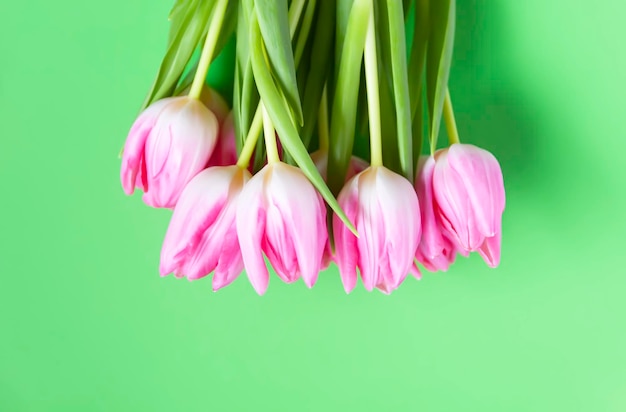 Rosa Tulpenblumen Blumenzusammensetzung des schönen Frühlinges