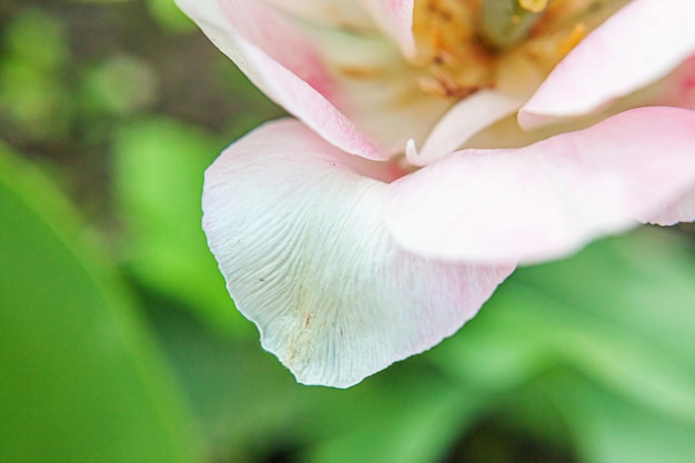 Rosa tulpenblumen im frühling nahaufnahme makro der frischen frühlingsblume im garten weiche abstrakte flor...
