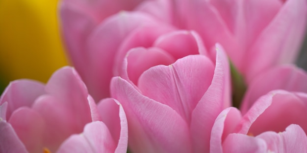 Rosa Tulpennahaufnahme, Knospen etwas angelehnt. selektiver Fokus