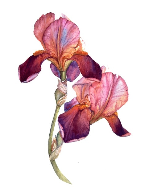 Rosa und burgunderfarbene Aquarelliris