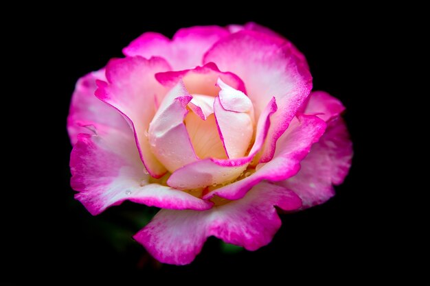 Foto rosa und creme rose