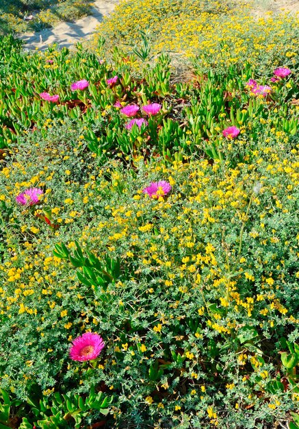 Rosa und gelbe Blumen auf einer Sanddüne