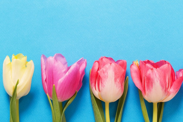 Rosa und gelber Tulpenhintergrund