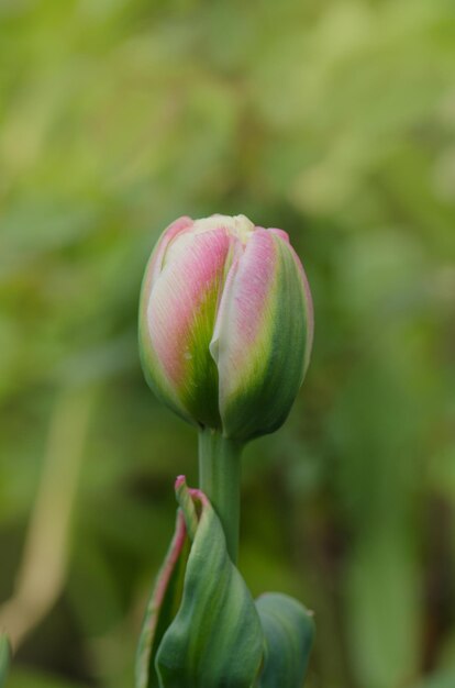 Rosa und grüne Doppeltulpe