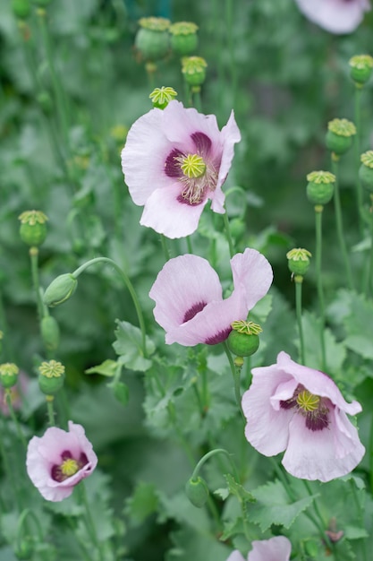 Rosa und lila blühende Mohnblumen auf grünem Hintergrund an einem Sommertag