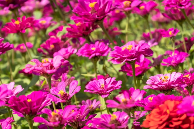 Rosa und lila Kosmosblumenfarm im Freien