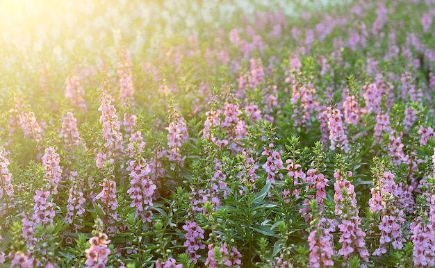 Rosa und lila Salbeiblüten oder Salvia Officinalis-Blumen