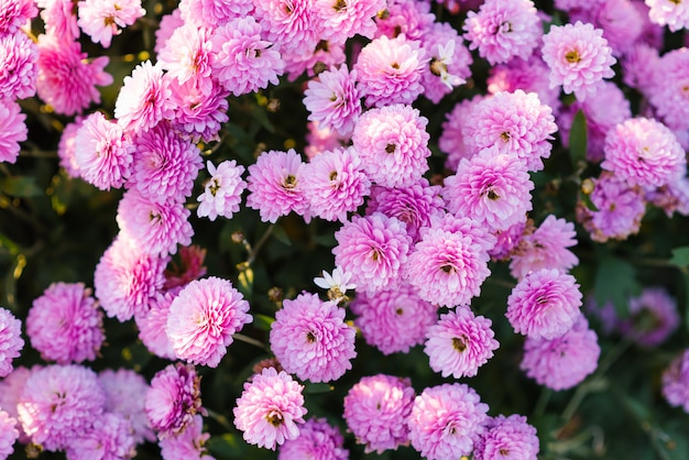 Rosa und purpurrote Herbstchrysanthemen blühen im Garten