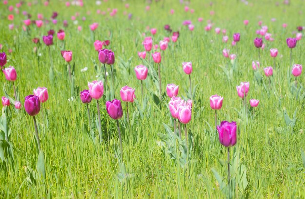 Rosa und purpurroter Garten der Tulpen im Frühjahr, Frühlingsoberfläche