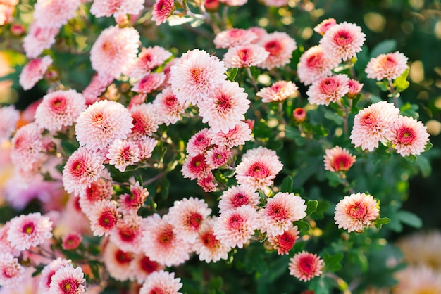 Rosa und rote Chrysanthemenblumen im Garten