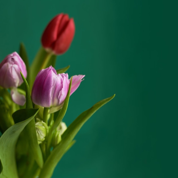 Rosa und rote Tulpen auf dunkelgrünem Hintergrund Kopierbereich Grußkarte Valentinstag